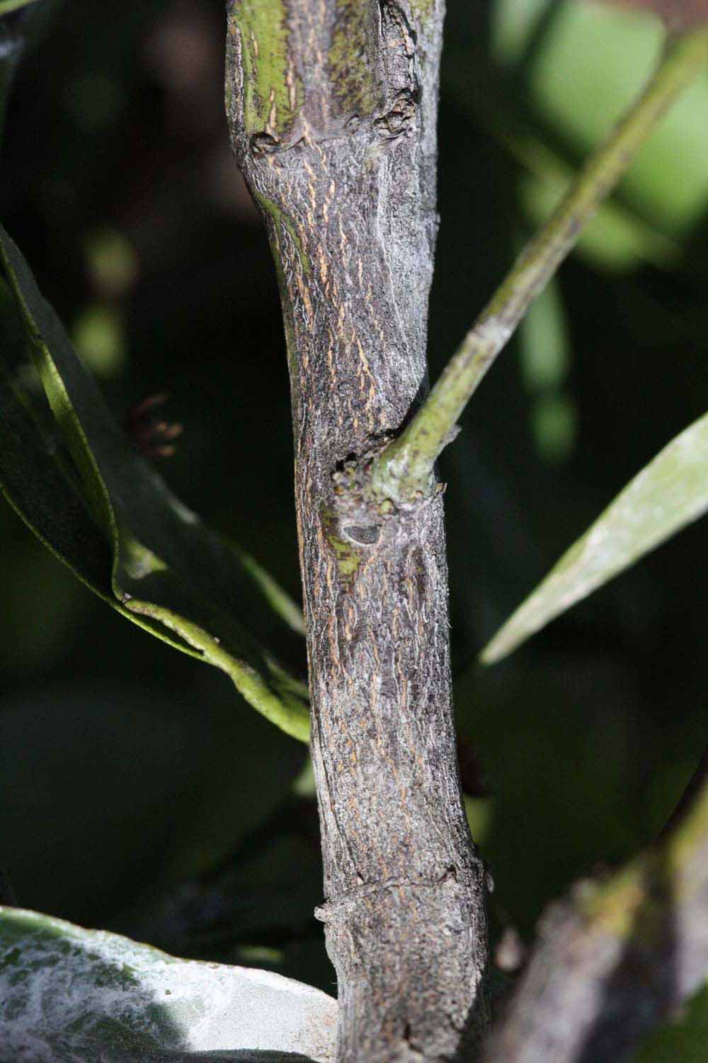              Second - third year twig (Riverside, CA)       